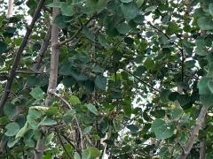(Quaking Aspen) plant (Quaking Aspen) plant