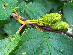 (Green Alder) fruit (Green Alder) fruit