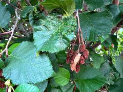 (Green Alder) leaves (Green Alder) leaves