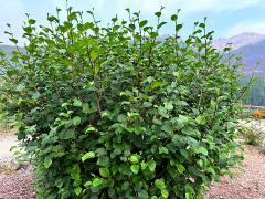 (Green Alder) shrub (Green Alder) shrub