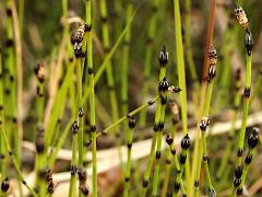 (Variegated Horsetail) colony (Variegated Horsetail) colony