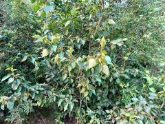 (Balsam Poplar) plant (Balsam Poplar) plant