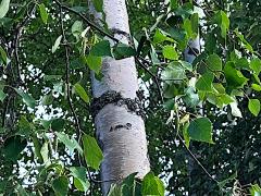 (Alaska Paper Birch) tree (Alaska Paper Birch) tree