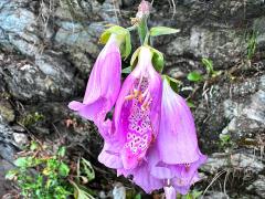 (Purple Foxglove) blossom (Purple Foxglove) blossom