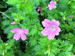 (Geranium) flowers (Geranium) flowers