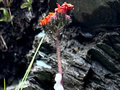 (Orange Hawkweed) inflorescence (Orange Hawkweed) inflorescence