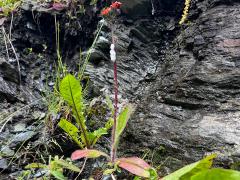 (Orange Hawkweed) plant (Orange Hawkweed) plant