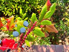(Oregon Grape) fruit (Oregon Grape) fruit