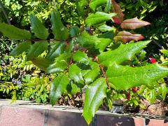 (Oregon Grape) leaves (Oregon Grape) leaves