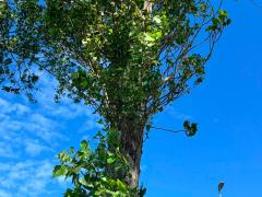 (Black Poplar) plant (Black Poplar) plant