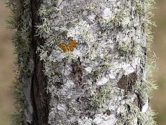 (Red Maple) trunk