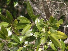 (Redbay) leaves
