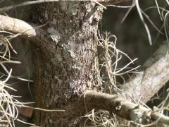 (Redbay) trunk