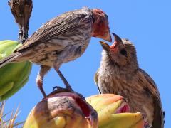 (House Finch) male feeding chick on Saguaro Cactus (House Finch) male feeding chick on Saguaro Cactus