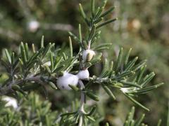 (Rosemary) foam