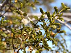 (Creosote Bush) leaves (Creosote Bush) leaves