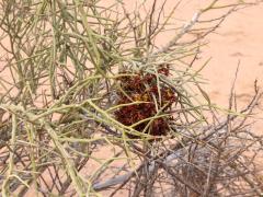 (Emory's Crucifixion-Thorn) thorns (Emory's Crucifixion-Thorn) thorns