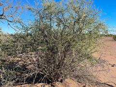 (Arizona Desert-Thorn) plant (Arizona Desert-Thorn) plant