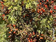 (Catclaw Acacia) (Mesquite Mistletoe) bough on Catclaw Acacia