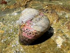 (Western Banded Tegula) apical