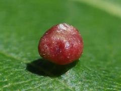 (Red Maple) (Maple Bladdergall Mite) upperside gall on Red Maple
