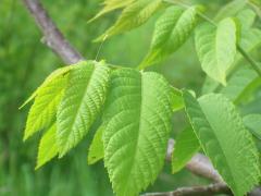 (Black Walnut) (Green Lacewing) egg on Black Walnut
