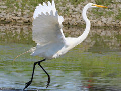 (Great Egret) blastoff (Great Egret) blastoff
