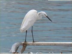 (Little Egret) stading (Little Egret) stading