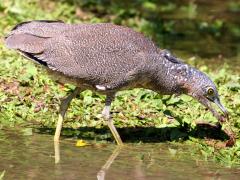 (Malayan Night-Heron) foraging (Malayan Night-Heron) foraging