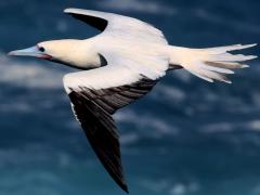 (Red-footed Booby) banking dorsal (Red-footed Booby) banking dorsal