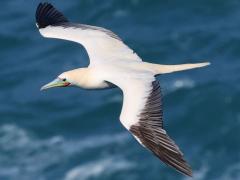 (Red-footed Booby) coasting dorsal (Red-footed Booby) coasting dorsal
