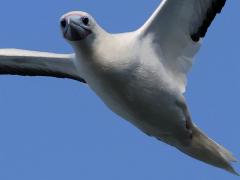 (Red-footed Booby) drifting frontal (Red-footed Booby) drifting frontal