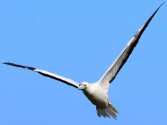 (Red-footed Booby) flapping frontal (Red-footed Booby) flapping frontal