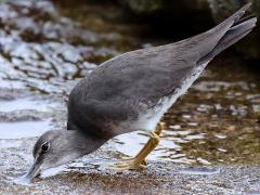 (Wandering Tattler) foraging (Wandering Tattler) foraging