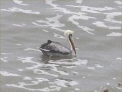 (Peruvian Pelican) swimming (Peruvian Pelican) swimming
