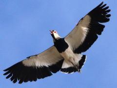 (Southern Lapwing) chilensis crying flight (Southern Lapwing) chilensis crying flight