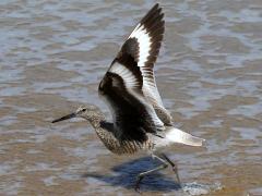(Willet) takeoff (Willet) takeoff