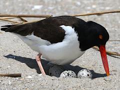 (American Oystercatcher) nest eggs (American Oystercatcher) nest eggs
