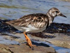(Ruddy Turnstone) nonbreeding walking (Ruddy Turnstone) nonbreeding walking