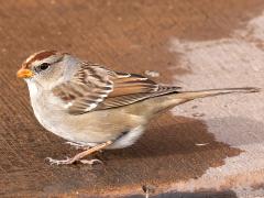 (White-crowned Sparrow) juvenile crouching