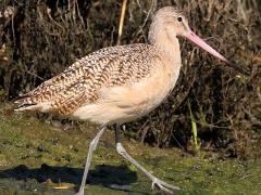 (Marbled Godwit) walking (Marbled Godwit) walking
