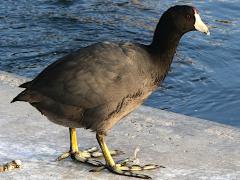 (American Coot) standing (American Coot) standing
