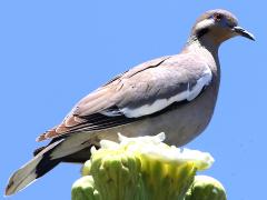 (Saguaro Cactus) (White-winged Dove) on Saguaro Cactus