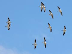 (American White Pelican) flight (American White Pelican) flight