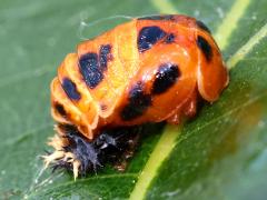 (Swamp White Oak) (Asian Lady Beetle) pupa on Swamp White Oak