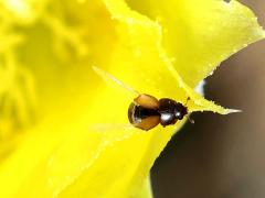 (Santa Rita Pricklypear) (Cactus Sap Beetle) dorsal on Santa Rita Pricklypear