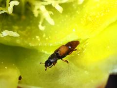 (Santa Rita Pricklypear) (Cactus Sap Beetle) profile on Santa Rita Pricklypear
