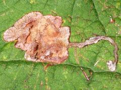 (Catalpa Leafminer Fly) blotch mine on Northern Catalpa (Catalpa Leafminer Fly) blotch mine on Northern Catalpa