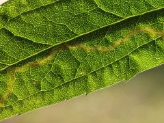 (Phytomyza Leafminer Fly) backlit mine on Tall Goldenrod (Phytomyza Leafminer Fly) backlit mine on Tall Goldenrod