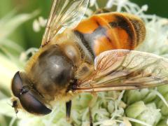(Common Drone Fly) male hairy eyes on Rattlesnake Master (Common Drone Fly) male hairy eyes on Rattlesnake Master